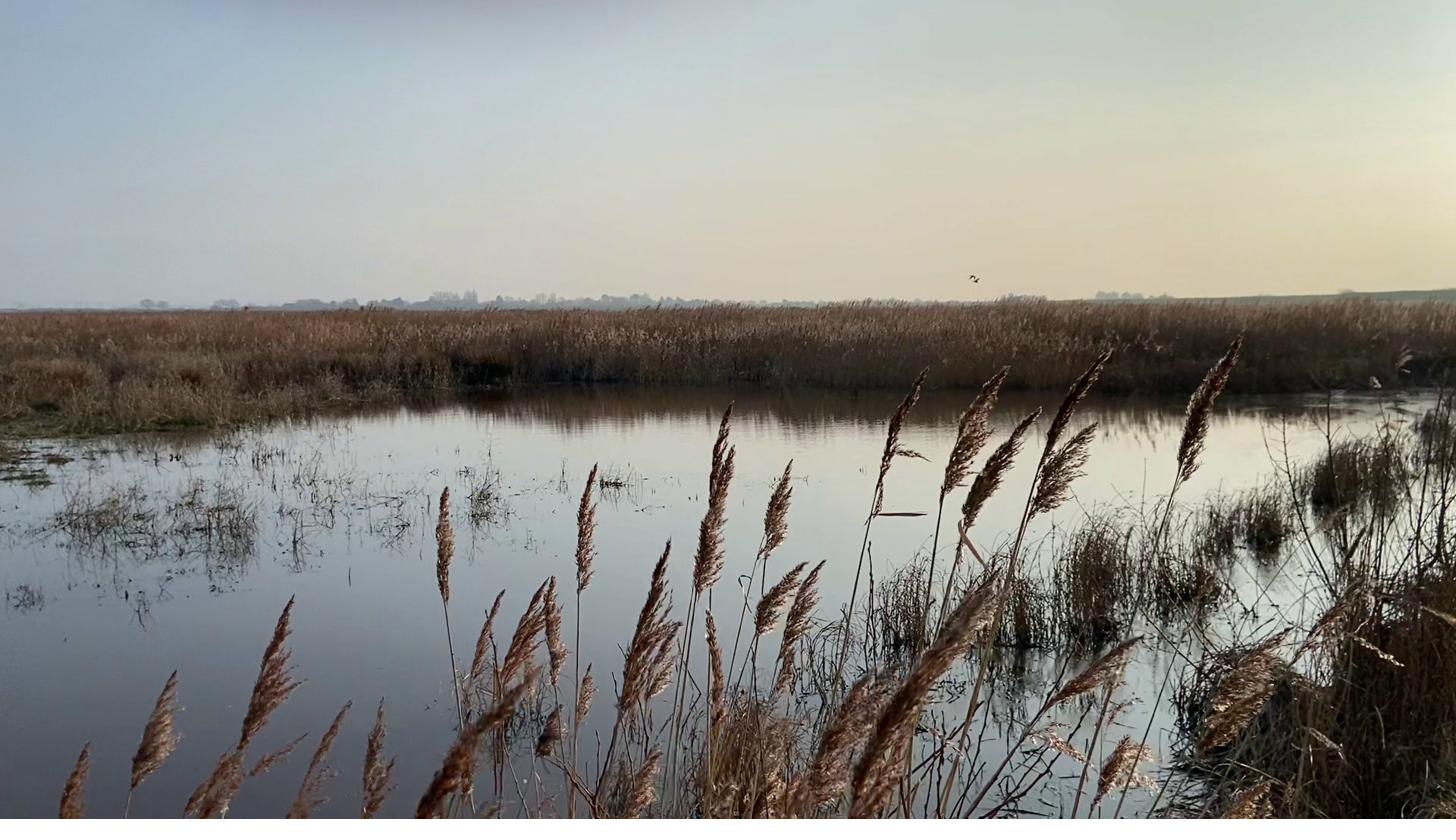 Norfolk wetlands